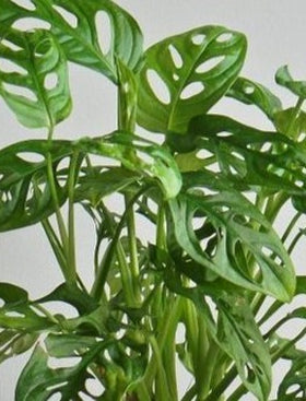 Monstera adansonii
