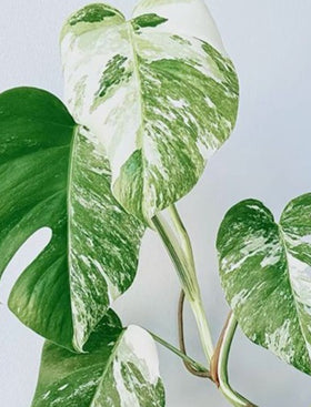 Monstera Thai Constellation
