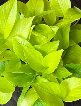 Neon Pothos