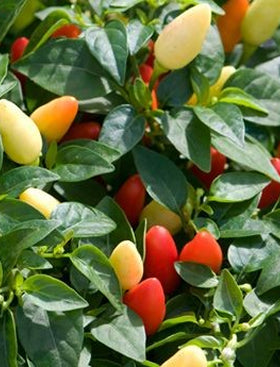 NuMex Easter Ornamental Pepper