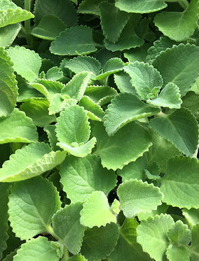 Oregano
