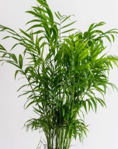 Parlour Palm