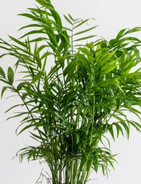 Parlour Palm