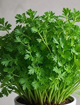 Parsley