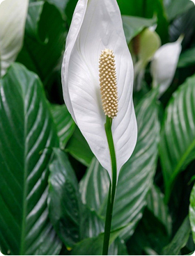 Peace Lily