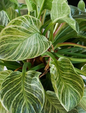 Philodendron Birkin