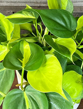 Philodendron Brasil