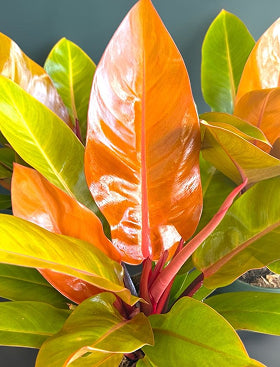 Philodendron Prince of Orange
