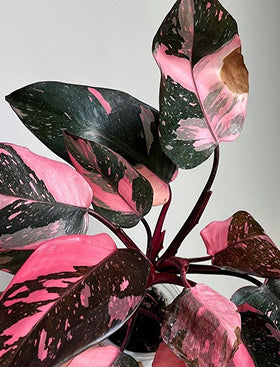 Philodendron Pink Princess