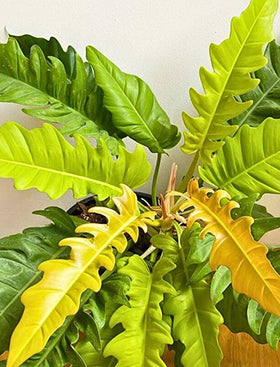 Philodendron Ring of Fire