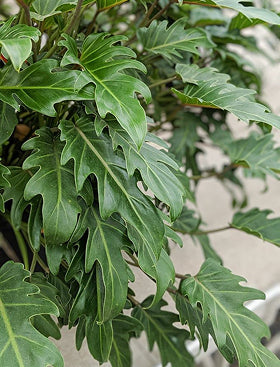 Philodendron Xanadu