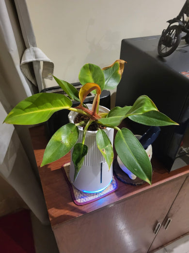 Philodendron