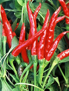 Prairie Fire Ornamental Pepper