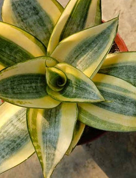 Sansevieria trifasciata
