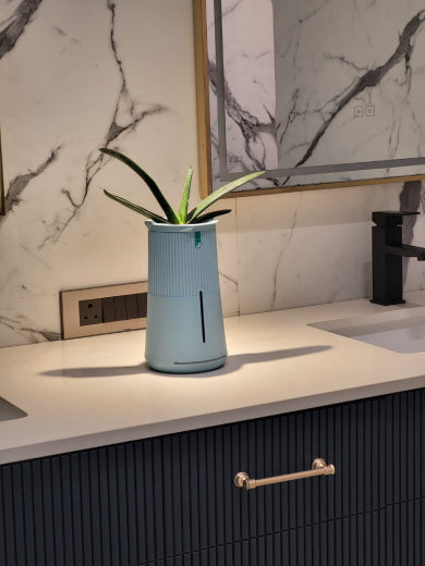 Sansevieria