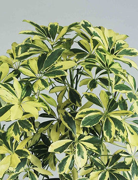 Schefflera Arboricola