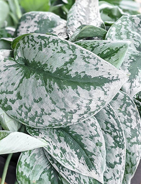 Silver Satin Scindapsus