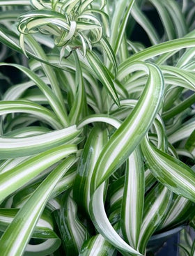 Spider Plant
