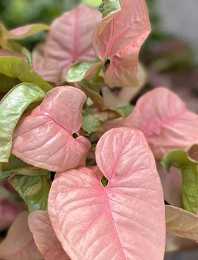 Syngonium Pink