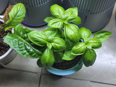 Italian Basil