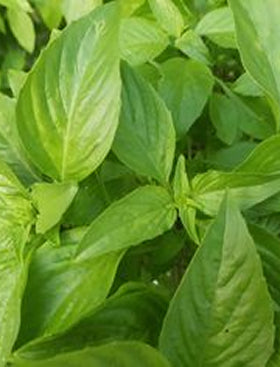 Thai Basil