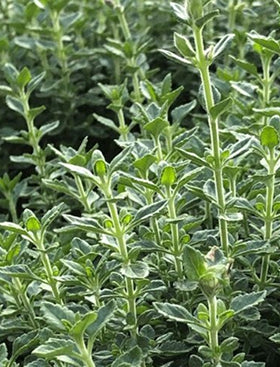 Thyme