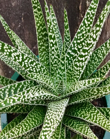 Tiger Aloe