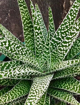Tiger Aloe