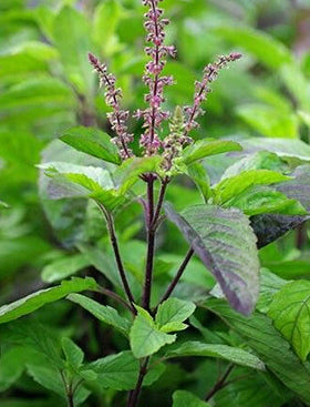 Tulsi (Holy Basil)