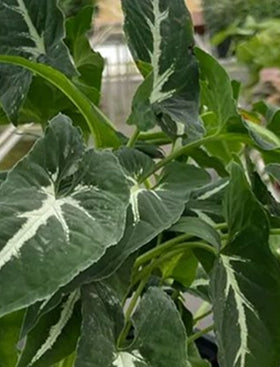Velvet Syngonium