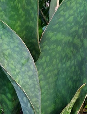 Whale Fin Sansevieria