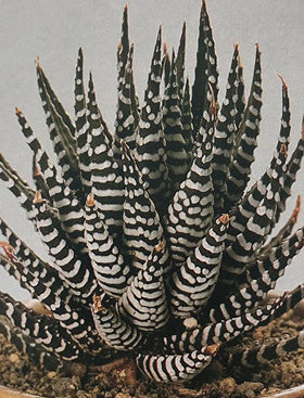 Zebra Haworthia