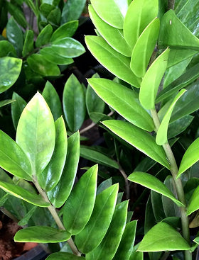 ZZ Plant